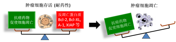 图 1：肿瘤细胞通过反凋零蛋白产生耐药性，对反凋零蛋白的抑制将改变平衡，消除肿瘤耐药性。