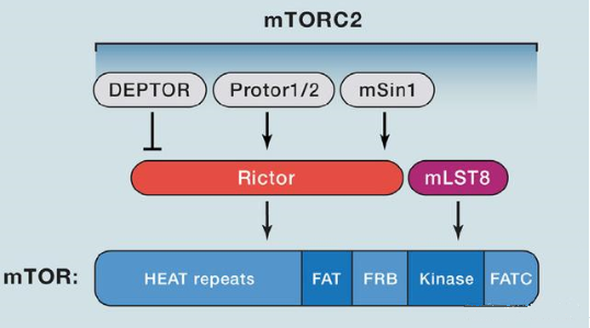mTORC2的组成蛋白主要有Rictor、mSin1、mSLT8和Protor等