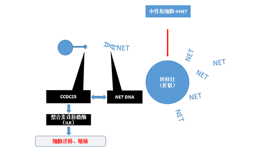 除了单纯的捕获，NET DNA与CCDC-25的结合还增强了癌细胞的侵袭行为，促进了癌症的肝转移。