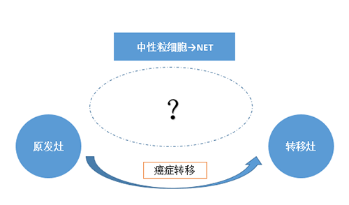 NET可能会通过某些方式“捕获”或“唤醒”癌细胞，从而造成癌细胞的迁移。
