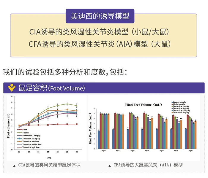 尊龙凯时诱导的类风湿性关节炎模型-1.png 尊龙凯时诱导的类风湿性关节炎模型-1.png