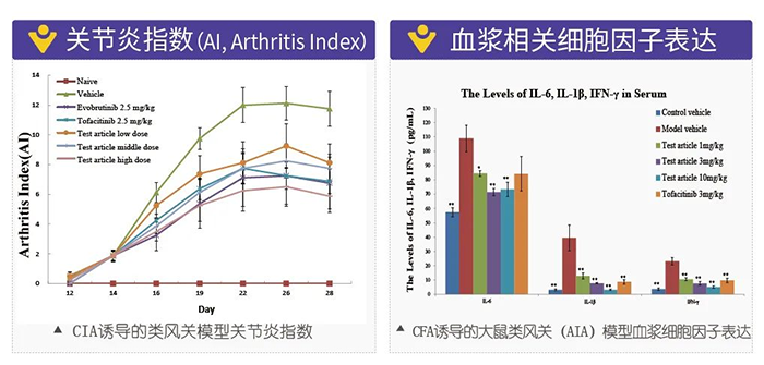 尊龙凯时诱导的类风湿性关节炎模型-2.png 尊龙凯时诱导的类风湿性关节炎模型-2.png