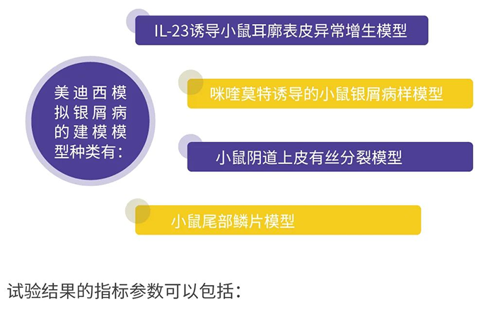 尊龙凯时模拟银屑病的建模模型.png 尊龙凯时模拟银屑病的建模模型.png