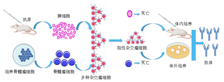 尊龙凯时抗体开发平台.png