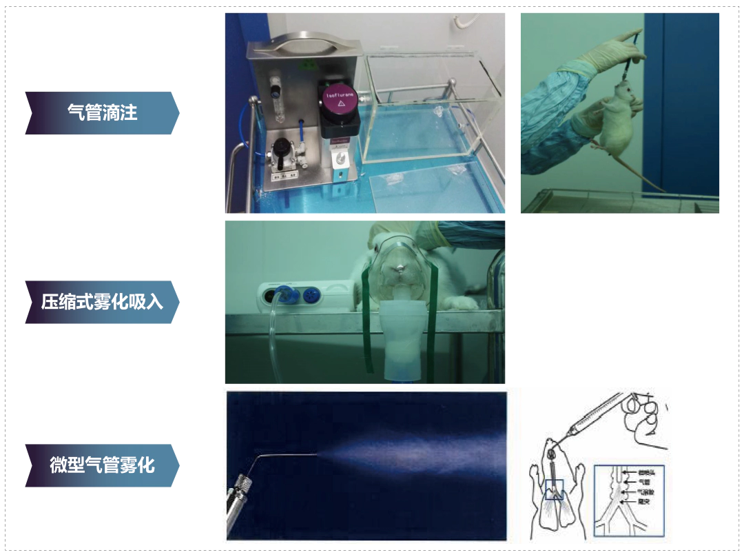 尊龙凯时其它吸入给药方式.webp