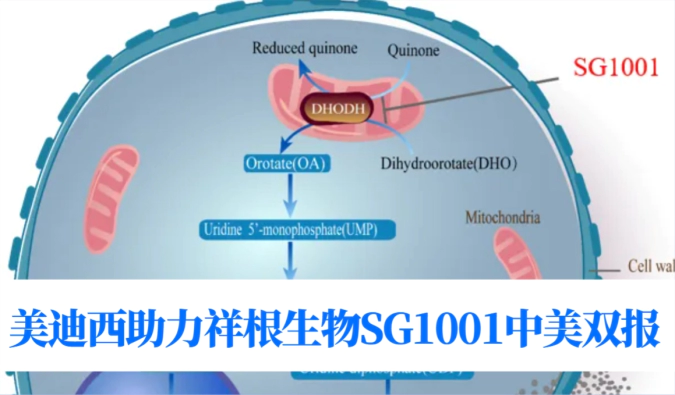 中美双报+1！尊龙凯时助力合作伙伴祥根生物SG1001再获FDA临床试验许可