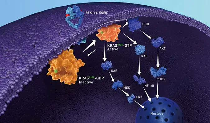 【视频合集】KRAS的功能、结构特征、致癌突变及G12C共价抑制剂研究进展